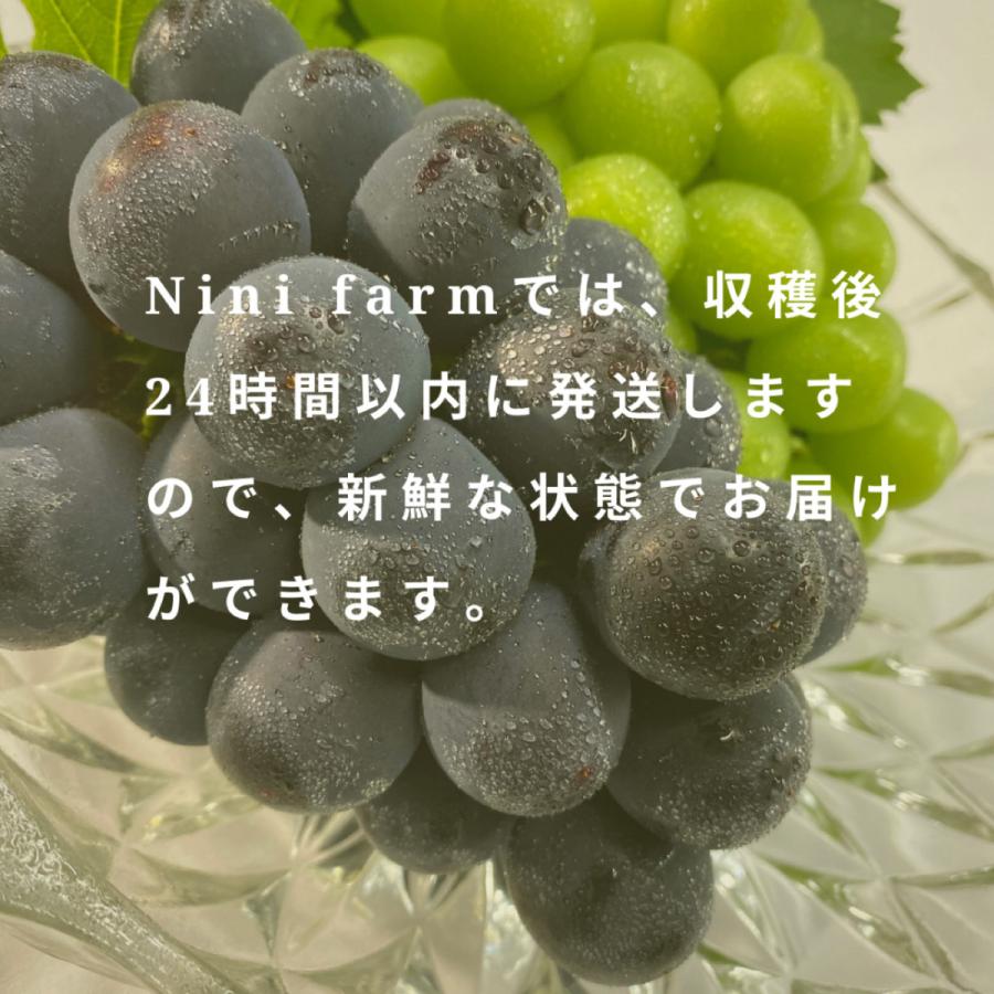 農家直送】最高ランク こだわり大房大粒シャインマスカット 一房詰め