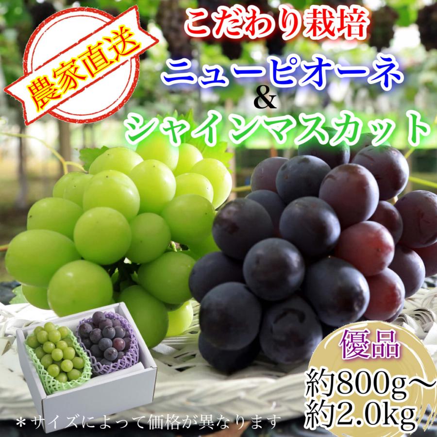 【ぶどう専門農家直送】こだわりのニューピオーネ＆シャインマスカット 詰め合わせ 優品ランク お中元ギフト 葡萄 ぶどう フルーツ 果物 の商品画像