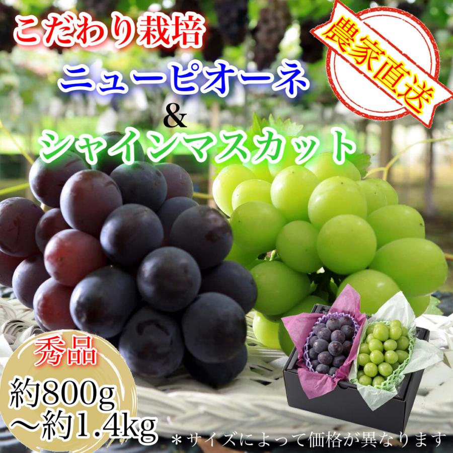 ぶどう専門農家直送】厳選こだわりのニューピオーネ＆シャイン