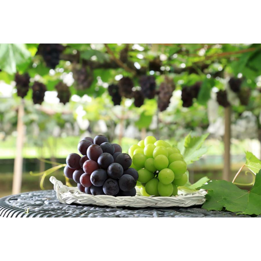 香川県産【ニューピオーネ】秀品4房＋香川県産【飯南の桃　あかつき】丸秀品6玉 香川県産【ニューピオーネ】秀品4房＋香川県産【飯南の桃