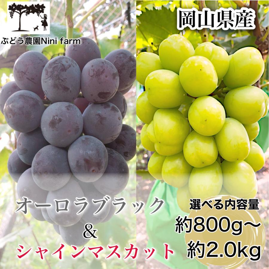 ☆超希少品☆ダイヤモンドドロップ グラムシャイン 限定品 葡萄専門農家直送！】希少品種オーロラブラック＆高糖度シャイン
