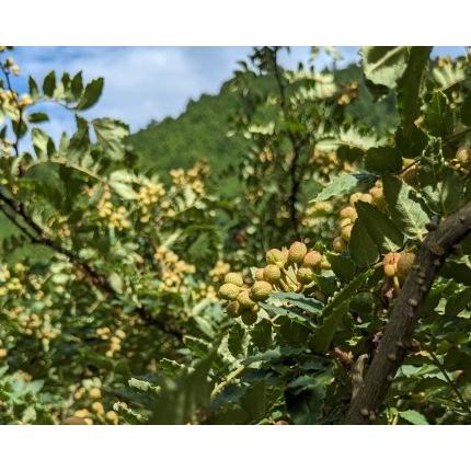紀州ぶどう山椒(こな山椒) 100g 香辛料 さんしょう 山椒 紀州ぶどう山椒(こな山椒) 100g 香辛料 さんしょう 山椒