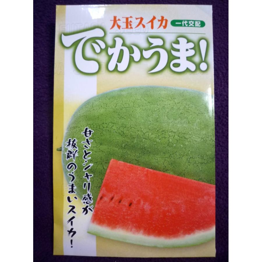 132円 売れ筋アイテムラン 種子 そうめんカボチャ 金糸うり ｖ サカタのタネ 22 10 たくさん