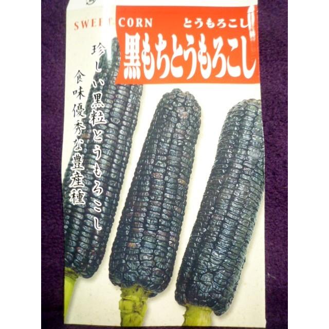 種子 黒もちとうもろこし トウモロコシ ４０ｍｌ アサヒ農園 21 10 熟すにつれ実が