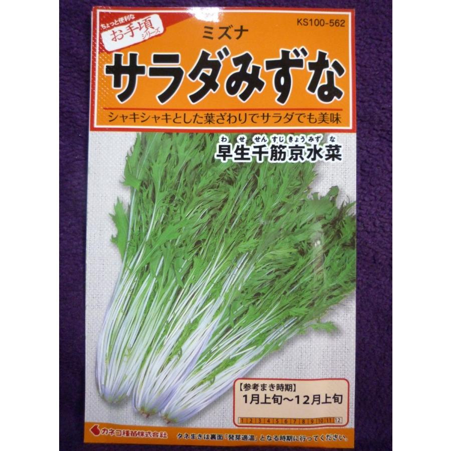 ☆種子☆ サラダみずな 早生千筋京水菜 つけな カネコ種苗 22.11 ◎周年栽培ができる早生品種♪ (ゆうパケット便可能) :1146037:ガーデンショップ ミカワ - 通販 - Yahoo!ショッピング ☆種子☆ サラダみずな 早生千筋京水菜 つけな カネコ種苗 22.11 ◎周年栽培ができる早生品種♪ (ゆうパケット便可能) :1146037:ガーデンショップ ミカワ - 通販 - Yahoo!ショッピング