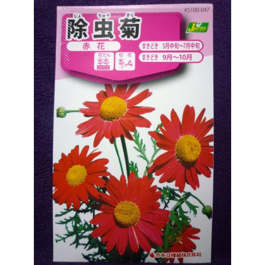 種子 除虫菊 赤花 カネコ種苗 22 10 デージーに似た径６cm近く