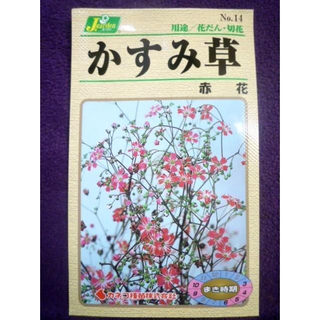 本格派ま 種子 かすみ草 赤花 カネコ種苗 22 07 発芽 生育ともに早く 作り方は至って容易 ゆうパケット便可能