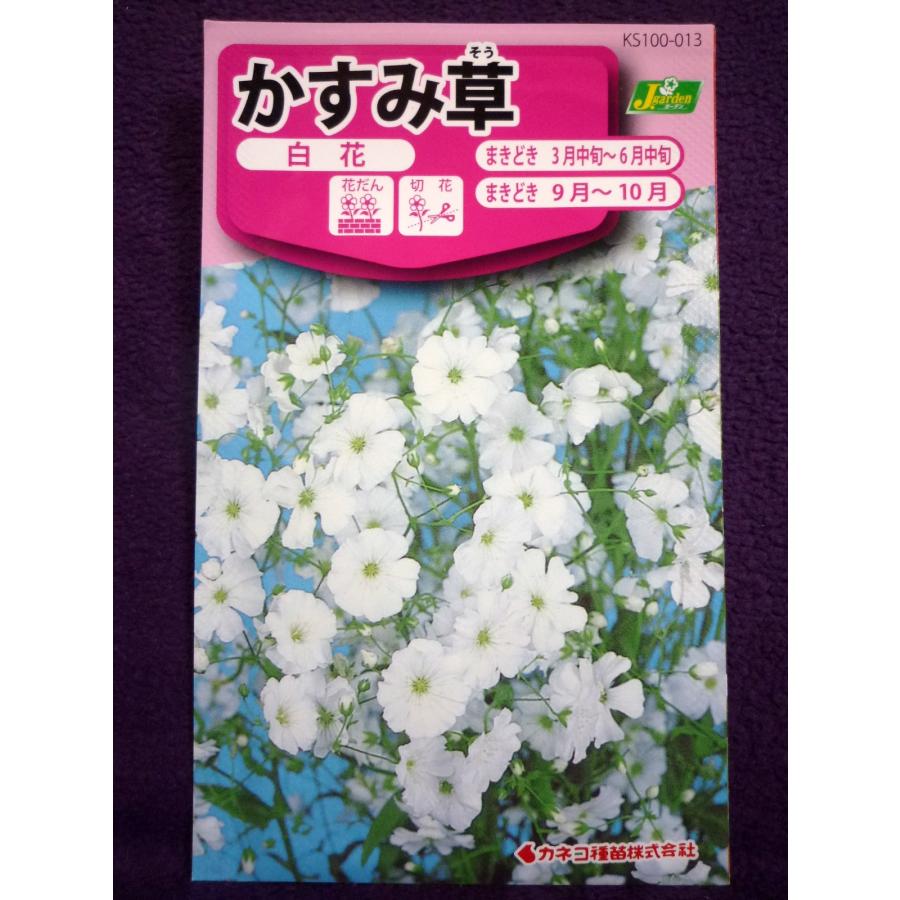 種子 かすみ草 白花 カネコ種苗 22 04 そえ花 として使用され大好評 ゆうパケット便可能 ガーデンショップ ミカワ 通販 Yahoo ショッピング