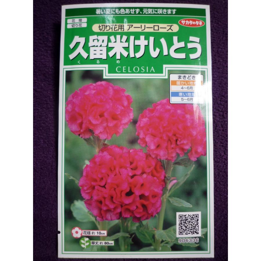種子 久留米けいとう 切り花用 アーリーローズ サカタのタネ 22 10 切り花向けに改良された品種 ゆうパケット便可能 ガーデンショップ ミカワ 通販 Yahoo ショッピング