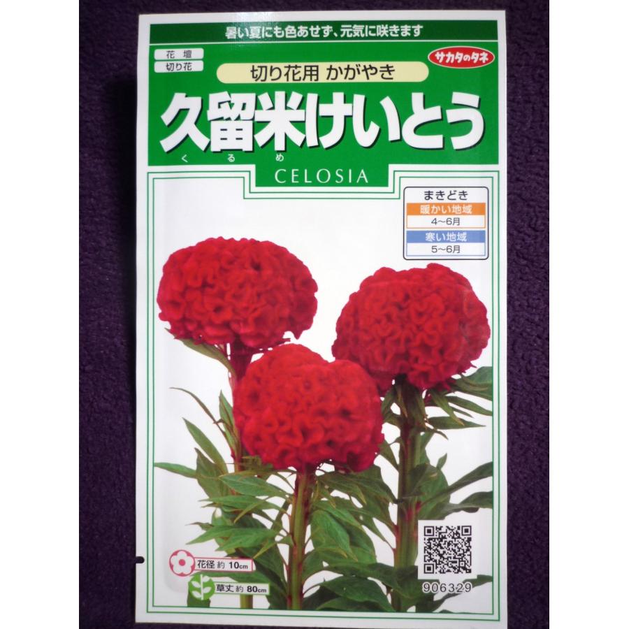 種子 久留米けいとう 切り花用 かがやき サカタのタネ 22 10 暑い夏にも色あせず 元気に咲きます ゆうパケット便可能 ガーデンショップ ミカワ 通販 Yahoo ショッピング