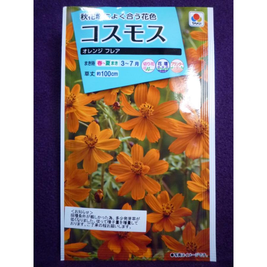 種子 コスモス オレンジ フレア タキイ種苗 22 10 秋花壇によく合う花色 ゆうパケット便可能 ガーデンショップ ミカワ 通販 Yahoo ショッピング