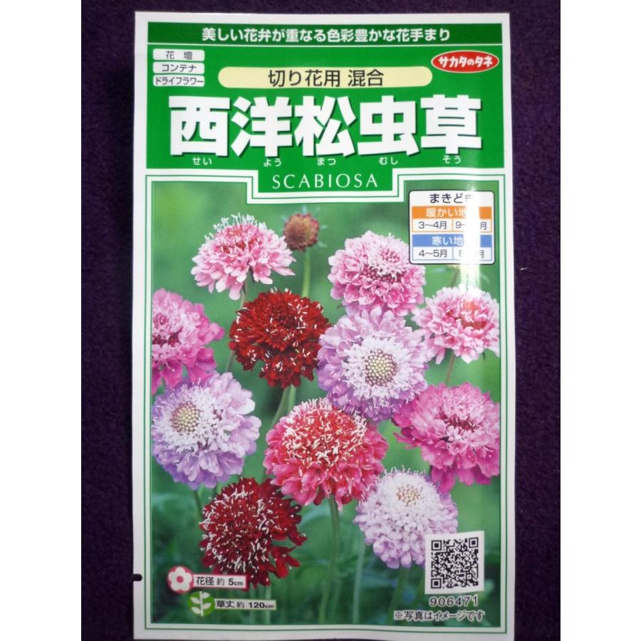 種子 西洋松虫草 切り花用 混合 サカタのタネ 23 05 華やかな花が咲きます ゆうパケット便可能 b ガーデンショップ ミカワ 通販 Yahoo ショッピング