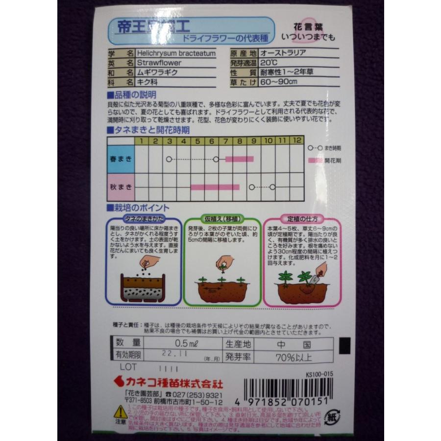 種子 帝王貝細工 カネコ種苗 21 12 ドライフラワーの代表種 ゆうパケット便可能 ガーデンショップ ミカワ 通販 Yahoo ショッピング