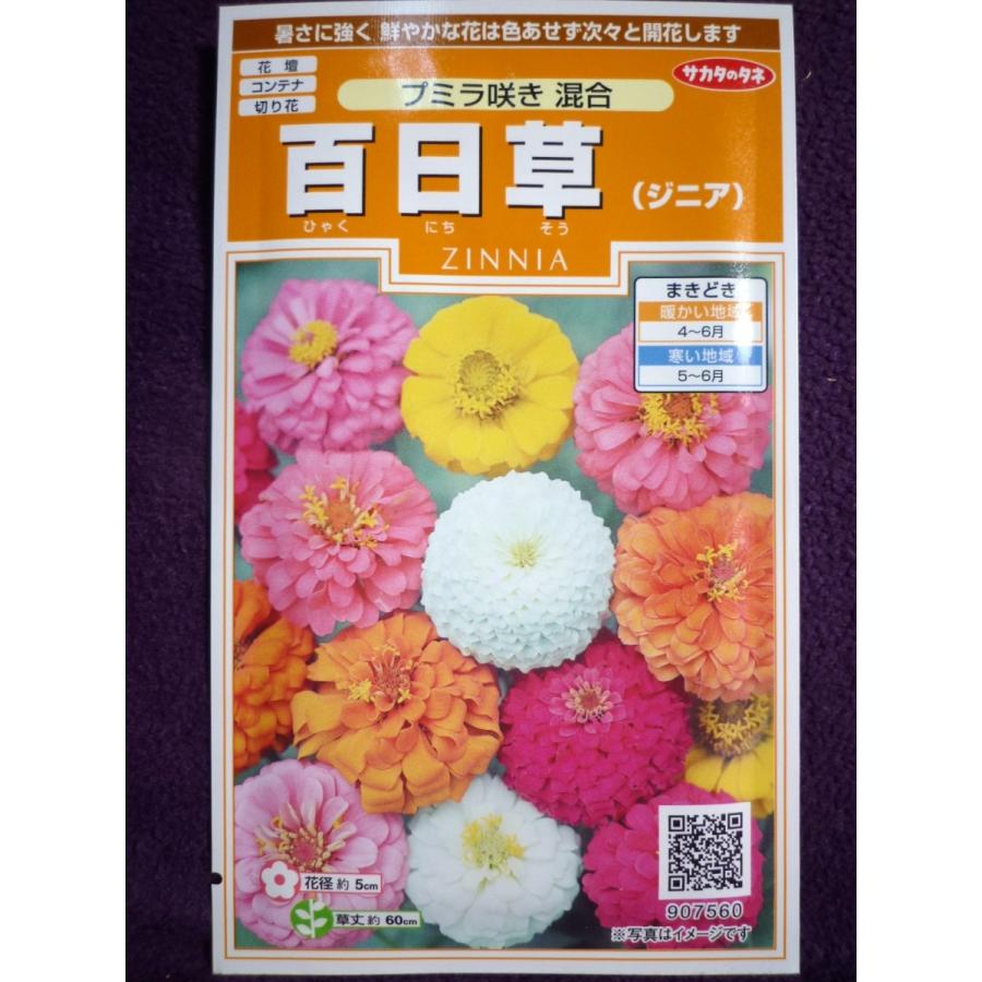 種子 処分 百日草 ジニア プミラ咲き 混合 サカタのタネ 22 10 切り花に向く鮮やかな色彩の混合種 ゆうパケット便可能 a ガーデンショップ ミカワ 通販 Yahoo ショッピング