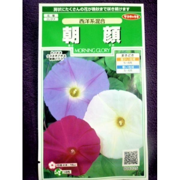 1年保証 種子 朝顔 西洋系混合 サカタのタネ 22 10 青 白 紅色の混合です ゆうパケット便可能