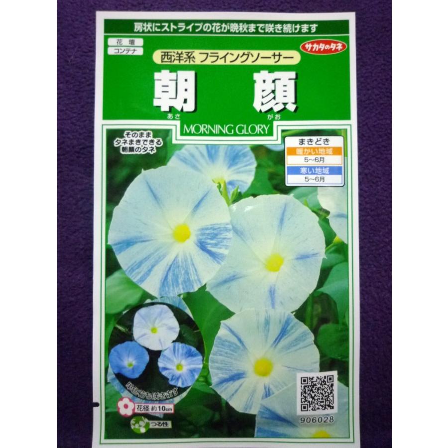 注目の福袋をピックアップ 種子 朝顔 西洋系フライングソーサー サカタのタネ 22 10 房状にストライプの花 ゆうパケット便可能