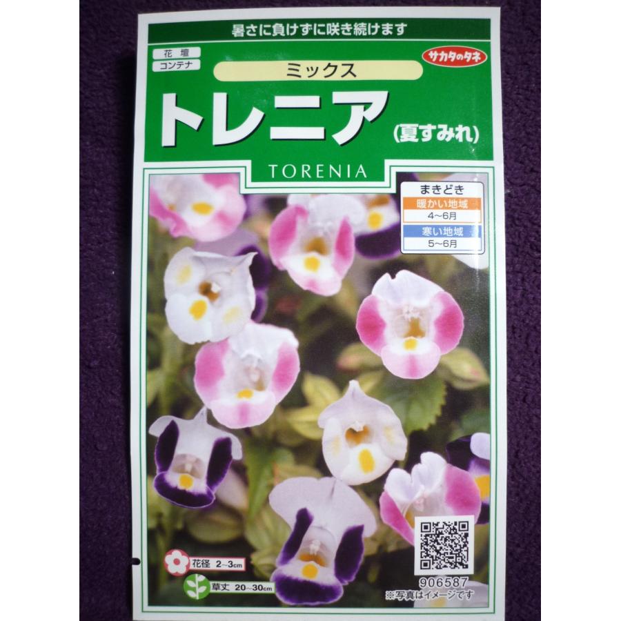 96 以上節約 種子 トレニア 夏すみれ ミックス サカタのタネ 22 10 暑さに負けずに咲き続けます ゆうパケット便可能