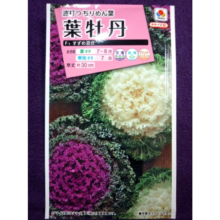 ハボタン 葉牡丹 葉ぼたん 種子 サカタのタネ