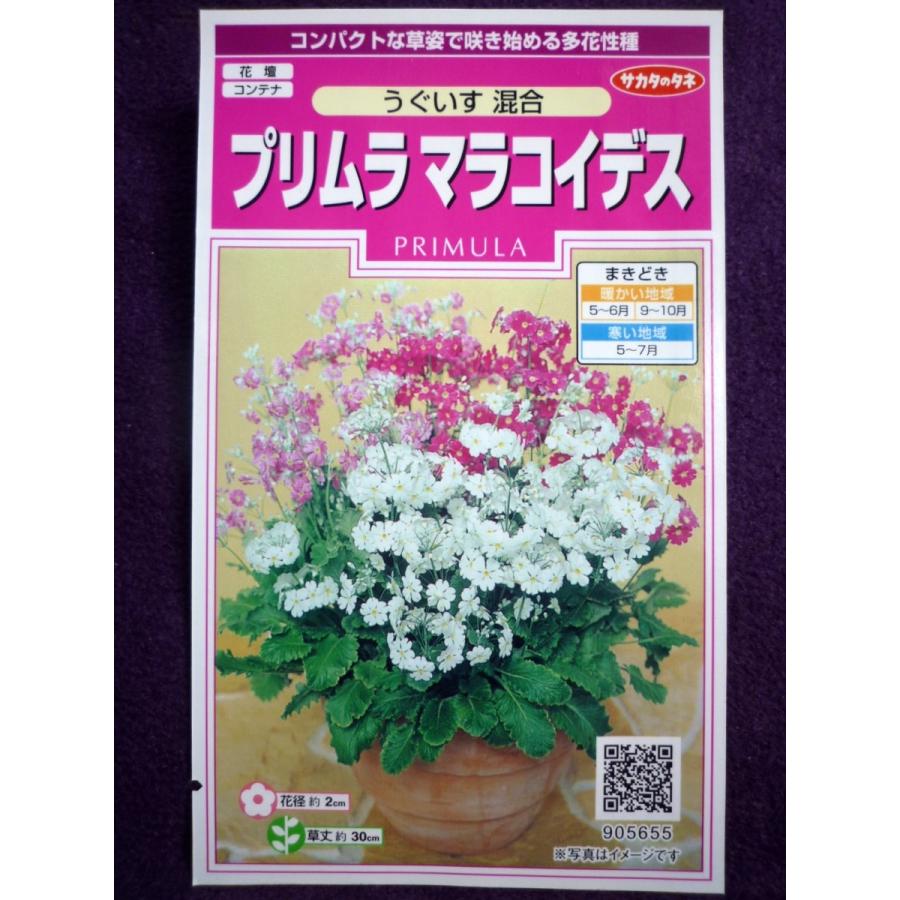 種子 プリムラ マラコイデス うぐいす 混合 サカタのタネ 22 10 多花性種 ゆうパケット便可能 a ガーデンショップ ミカワ 通販 Yahoo ショッピング