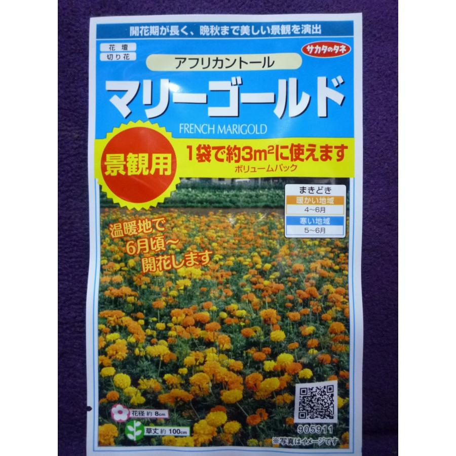 種子 処分 マリーゴールド アフリカントール 景観用 サカタのタネ 21 10 晩秋迄美しい景観 ゆうパケット便可能 花 ガーデニング