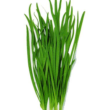 野菜苗 にら 大葉ニラ 栽培が容易で 家庭菜園にはおすすめ 養生株 １２ｃｍ鉢 ガーデンショップ ミカワ 通販 Yahoo ショッピング