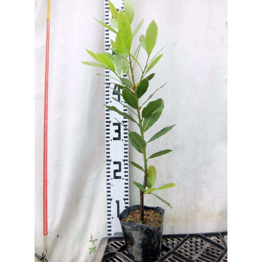 ハーブ苗 月桂樹 ローリエ 料理や食品 衣類の虫よけにも ３ ５号鉢 ガーデンショップ ミカワ 通販 Yahoo ショッピング