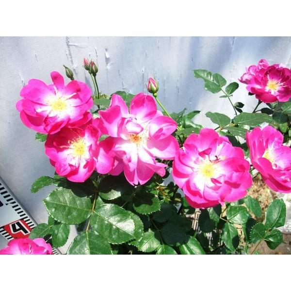 バラ苗 ｆ インターナショナル ヘラルド トリビューン 別名 ビオレッタ 6号 b ガーデンショップ ミカワ 通販 Yahoo ショッピング