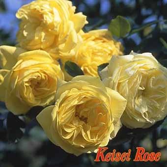 ★バラ苗★Ｆ★　伊豆の踊子　◎鮮やかな黄色のバラで香りもよいです♪　6号　京成｜farmmikawa