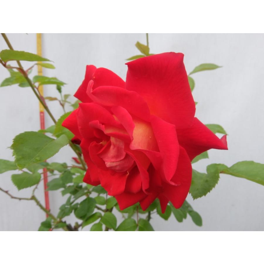 バラ苗 ｈｔ 輝き 6号 b ガーデンショップ ミカワ 通販 Yahoo ショッピング