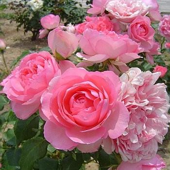 バラ苗 ｆ ギィ ドゥ モーパッサン 花弁の質が良く花