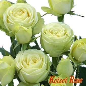 バラ苗 ｆ クリーミー エデン スプレー咲の切バラ品種として