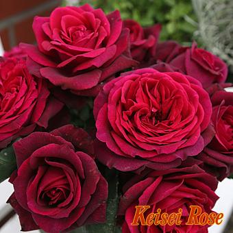 バラ苗 ｈｔ クロッシェ ｒ 6号 ｈ b ガーデンショップ ミカワ 通販 Yahoo ショッピング