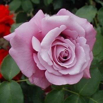 出色 バラ苗 ＨＴ シャルル ドゥ 6号 ゴール ラベンダー色と花型の華やかで テレビで話題 香りも楽しめる優れた品種です