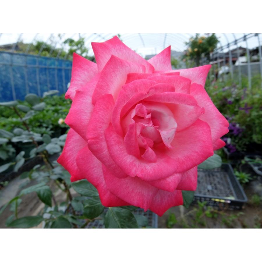 バラ苗 ｈｔ 聖火 強健 受賞品種 6号 b ガーデンショップ ミカワ 通販 Yahoo ショッピング