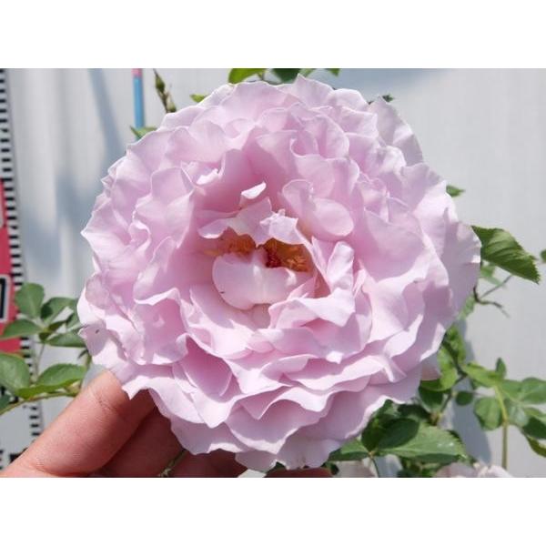 バラ苗 ｈｔ ニュー ウェーブ ｒ 6号 H a ガーデンショップ ミカワ 通販 Yahoo ショッピング