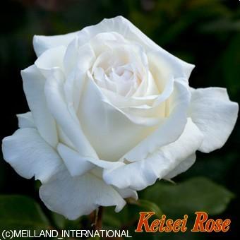 バラ苗 ｈｔ ビブ ラ マリエ 丸弁ロゼット咲きのボリュームある花を咲かせます 6号 京成 b ガーデンショップ ミカワ 通販 Yahoo ショッピング