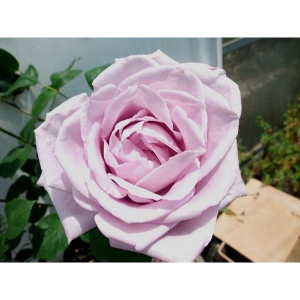 バラ苗 ｈｔ ブルー ムーン 新苗 Mozefo Com