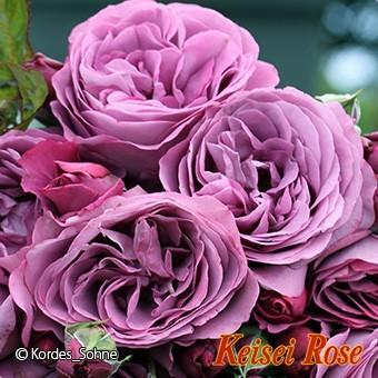 バラ苗 ｆ プラム パーフェクト 力強い青紫色が 遠くからでも目に留まる 印象的な花 登場大人気アイテム 新苗 京成