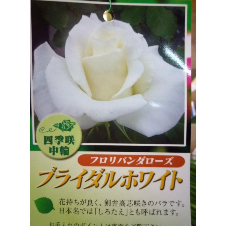 バラ苗 ｆ ブライダル ホワイト 花嫁をイメージしたとても清楚な雰囲気 ６号 b ガーデンショップ ミカワ 通販 Yahoo ショッピング