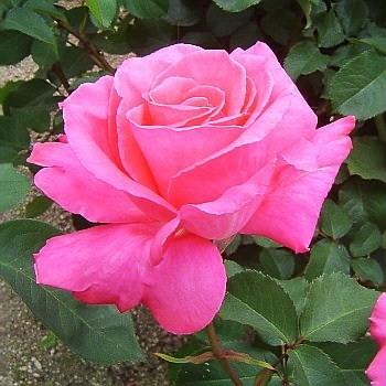 ★バラ苗★ＨＴ★　芳純　◎香りのバラの代名詞といわれるほどの芳香を持つ品種♪　６号｜farmmikawa