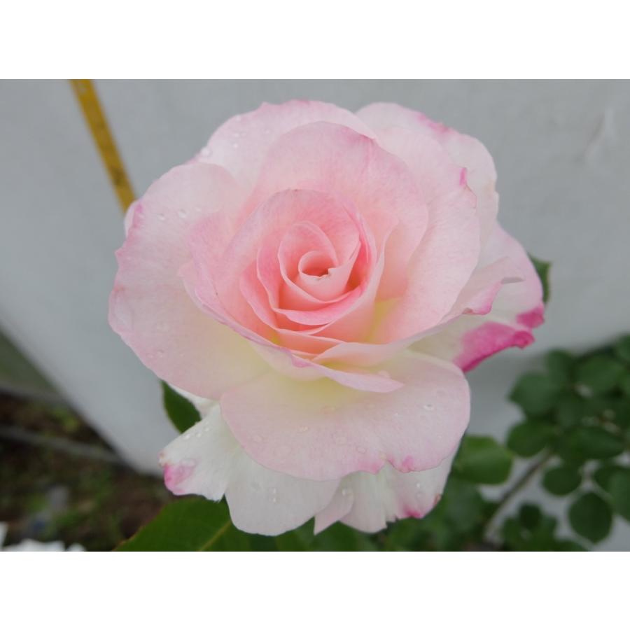 バラ苗 ｆ マチルダ 6号 b ガーデンショップ ミカワ 通販 Yahoo ショッピング