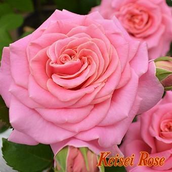 バラ苗 ｓ アシュリー 華やかで花弁の多い ボリュームのある大輪花 ６号 京成 b ガーデンショップ ミカワ 通販 Yahoo ショッピング