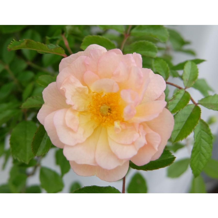 バラ苗 ｈｍｓｋ コーネリア 花色は季節によって微妙に変化し