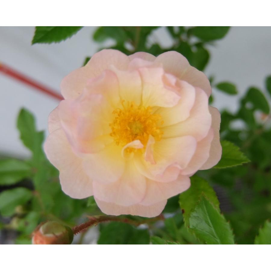 バラ苗 ｈｍｓｋ コーネリア 6号 b ガーデンショップ ミカワ 通販 Yahoo ショッピング