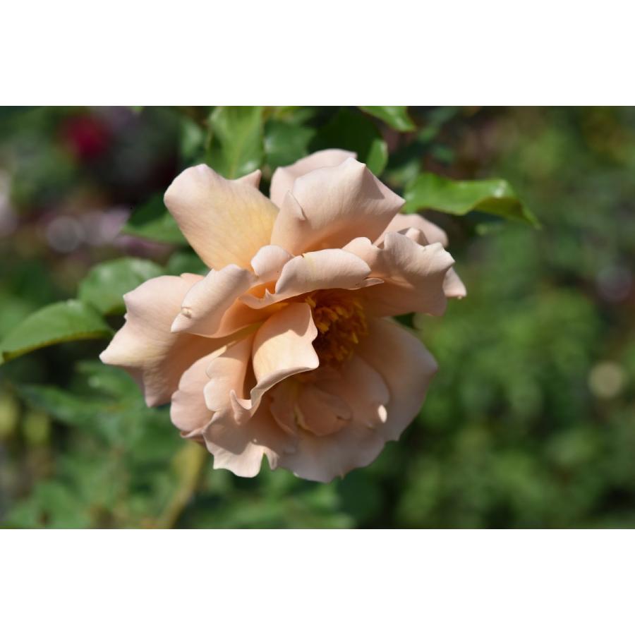 バラ苗 ｃｌｈｔ つるジュリア 花もちが良く 切花としても人気があります ６号 b ガーデンショップ ミカワ 通販 Yahoo ショッピング