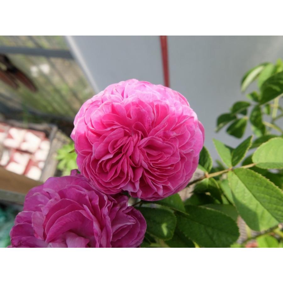 バラ苗 ｇ シャルル ドゥ ミル 7号 c ガーデンショップ ミカワ 通販 Yahoo ショッピング