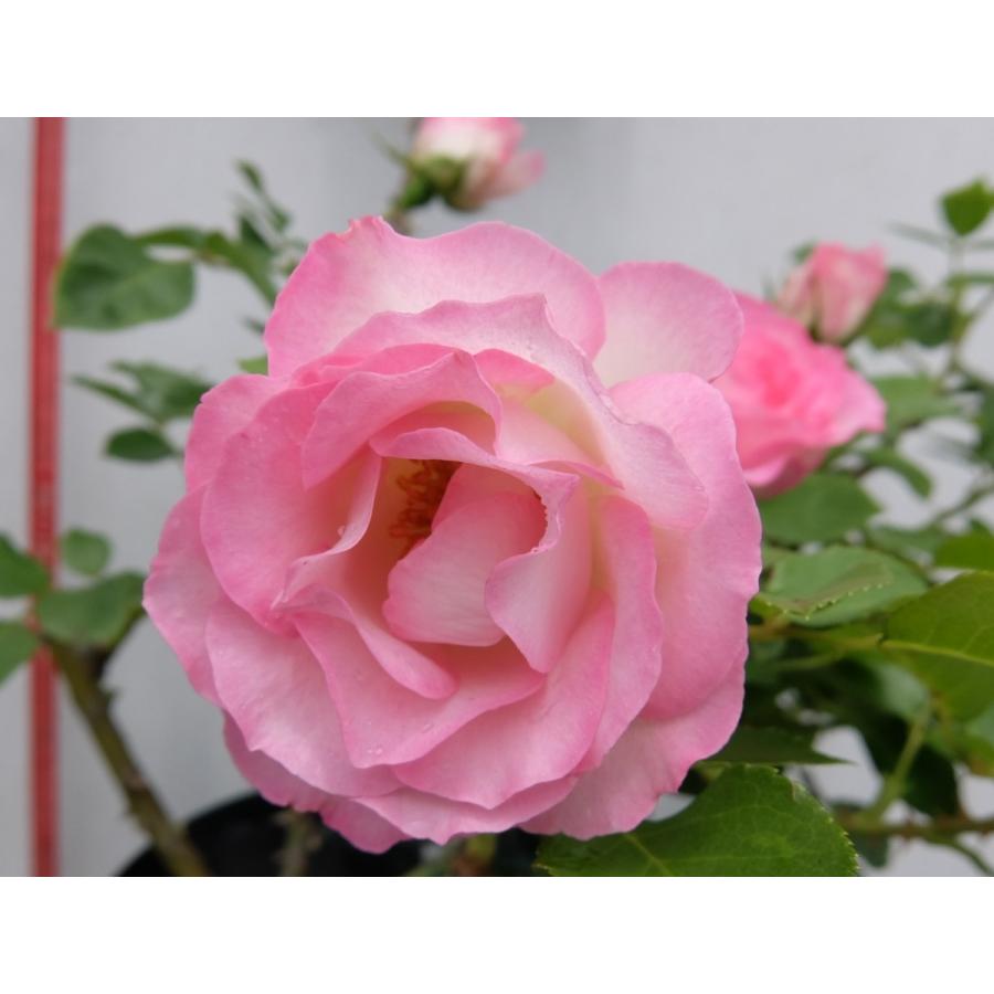 バラ苗 ｆ 受注生産品 ストロベリー アイス 6号