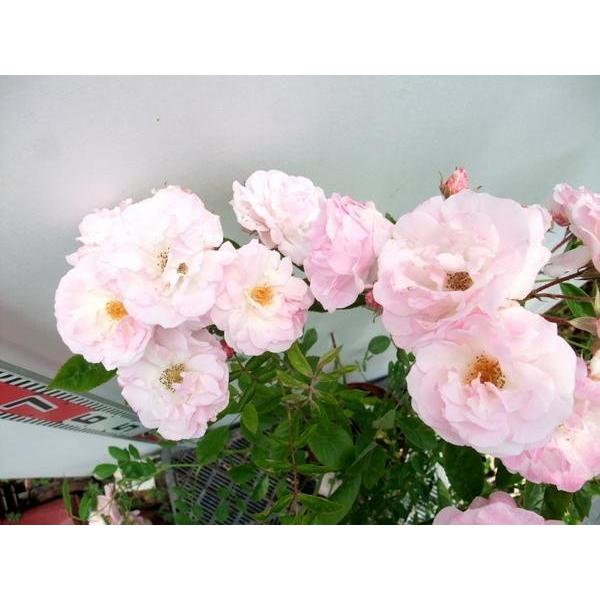 バラ苗 ｃｌｆ つる春がすみ ピンク サマースノー 小花を房状