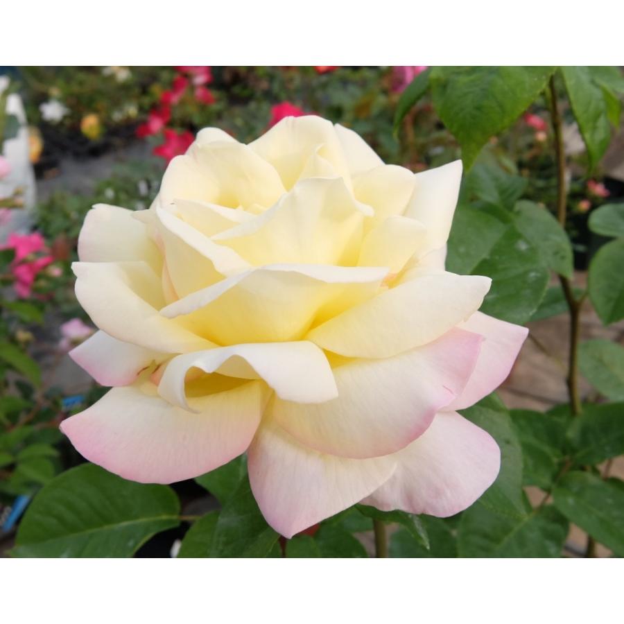 バラ苗 ｃｌht つるピース 6号 b ガーデンショップ ミカワ 通販 Yahoo ショッピング