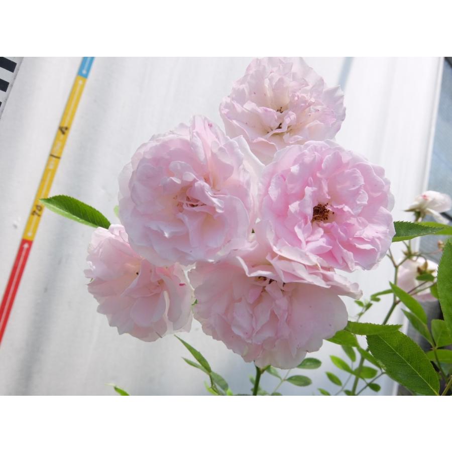 評判 バラ苗 ｃｌｆ ピンク サマースノー スプリング パル つる春がすみ 6号 Wantannas Go Id